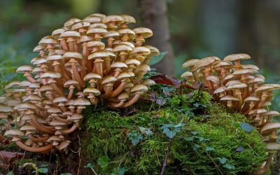 EL PAPEL CRUCIAL DE LOS HONGOS EN EL EQUILIBRIO Y EVOLUCIÓN DE LOS ECOSISTEMAS