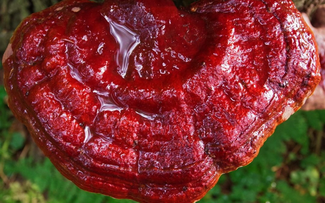 POLIZACÁRIDOS DE GANODERMA (REISHI) COMO AGENTE ANTICANCERÍGENO