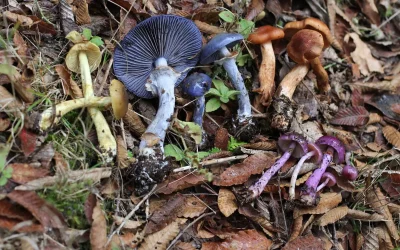 RECONOCIMIENTO E INDEPENDENCIA DEL REINO FUNGI