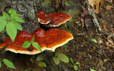 Descubriendo los componentes y beneficios esenciales del Reishi